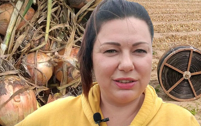 Fertygowana cebula już częściowo wykopana