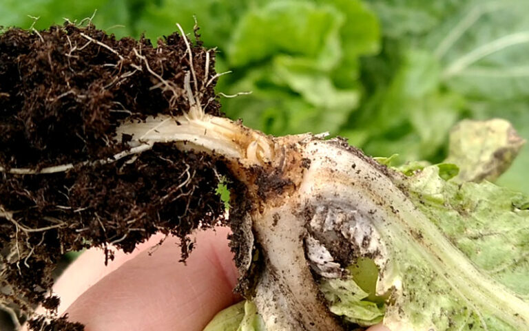 Śmietka kapuściana rozpoczęła loty