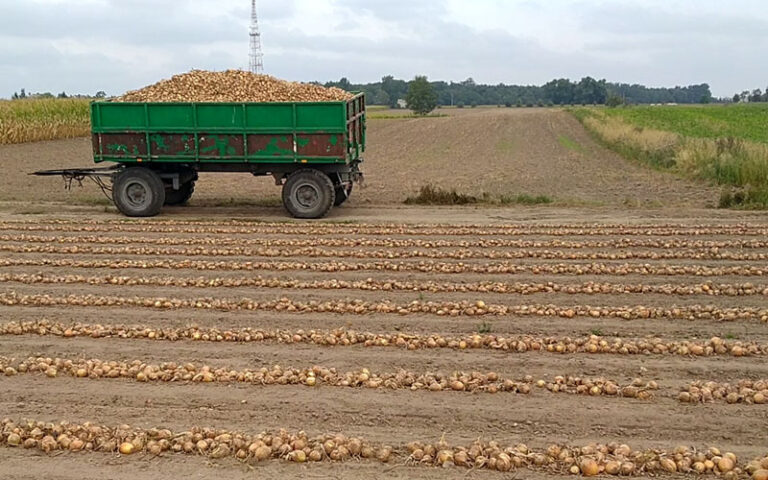 Początek zbioru cebuli Majki