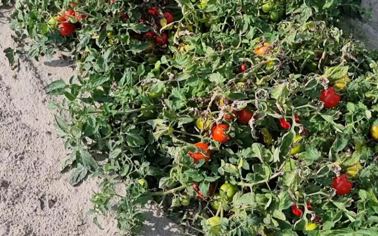wybarwianie-pomidora-a-temperatura