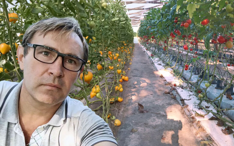 Fertygacyjne odżywianie pomidorów pod osłonami
